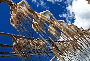 ourites cuisine de l'île rodrigues