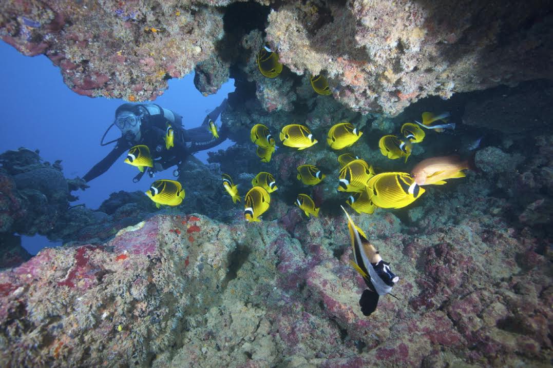 Plongée sous­marine à Rodrigues