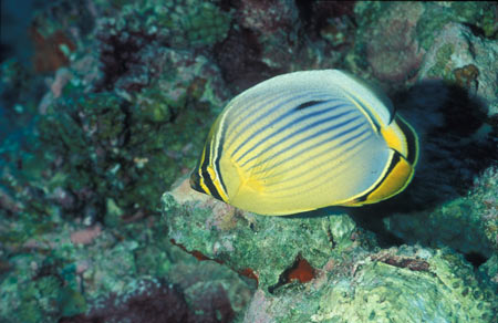 Faune sous-marine à Rodrigues