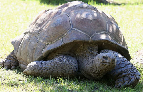 tortue à rodrigues