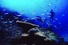 plongee-ile-rodrigues