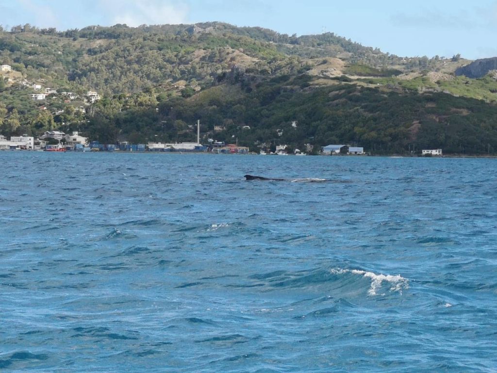 Baleines a bosses Rodrigues Association Shoals