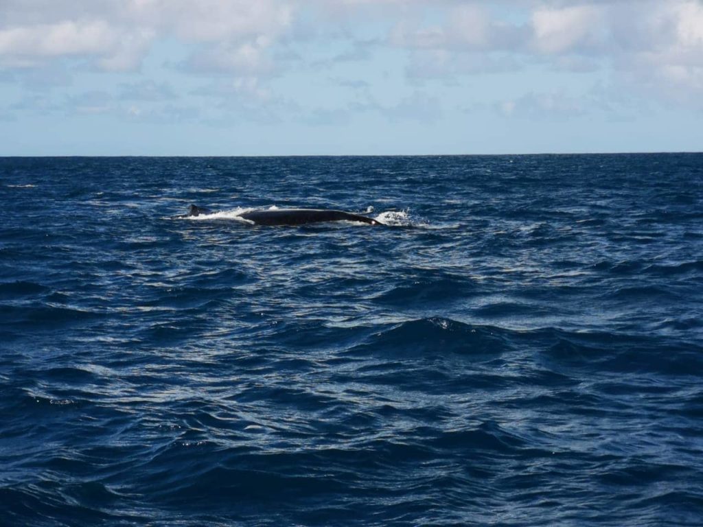 Baleines a bosses Rodrigues Association Shoals