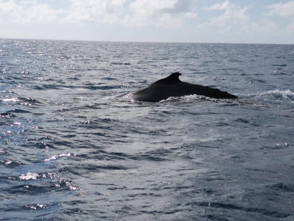 Baleines a bosses Rodrigues Association Shoals