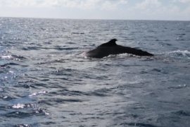 Baleines a bosses Rodrigues Association Shoals