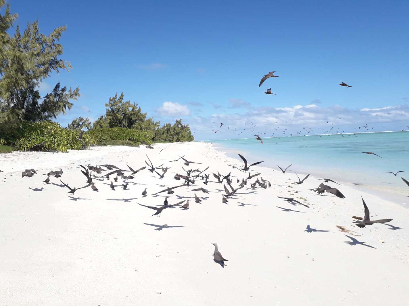 oiseaux ile aux cocos