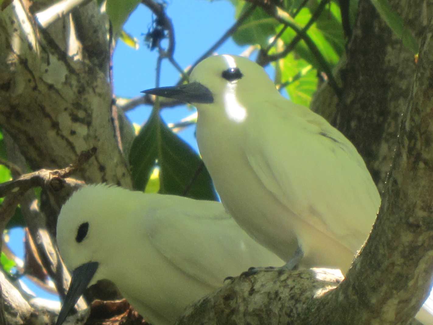 oiseaux ile aux cocos