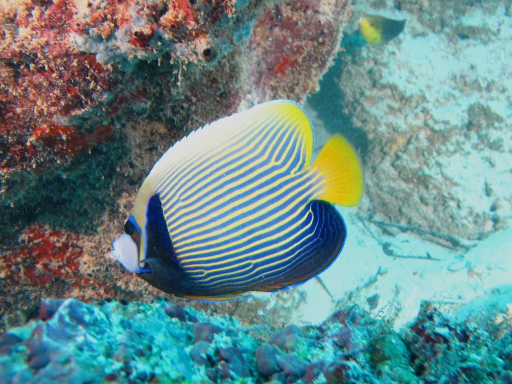 snorkeling rodrigues