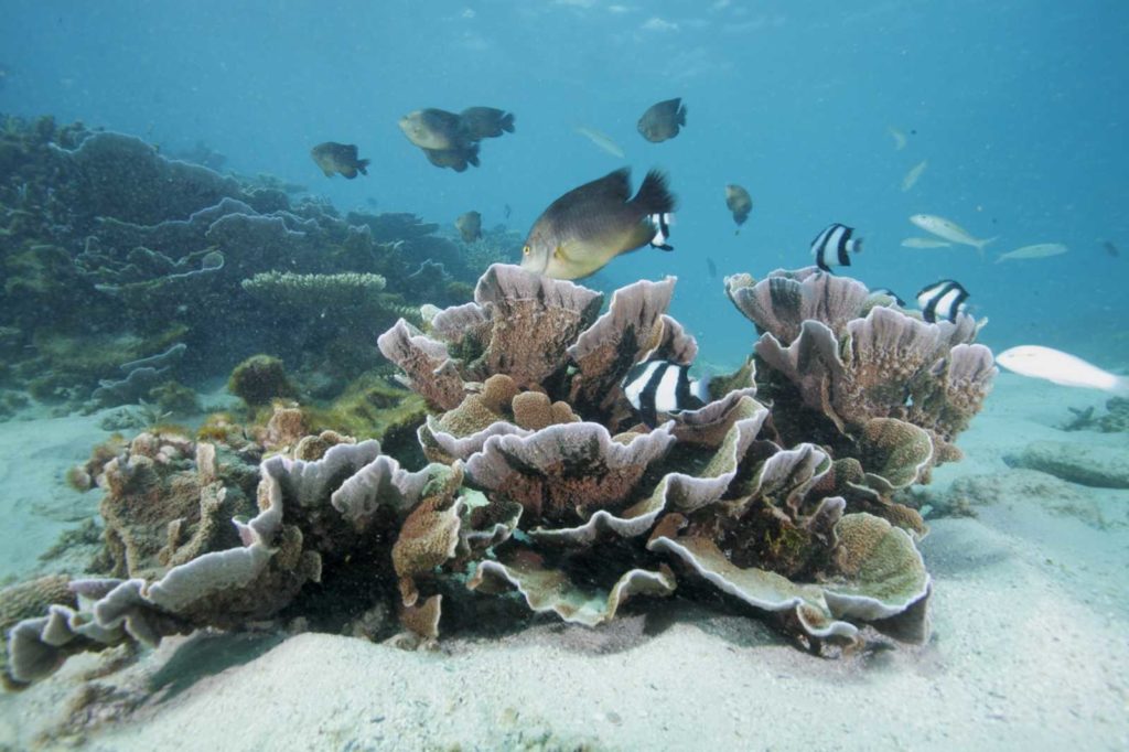 snorkeling rodrigues