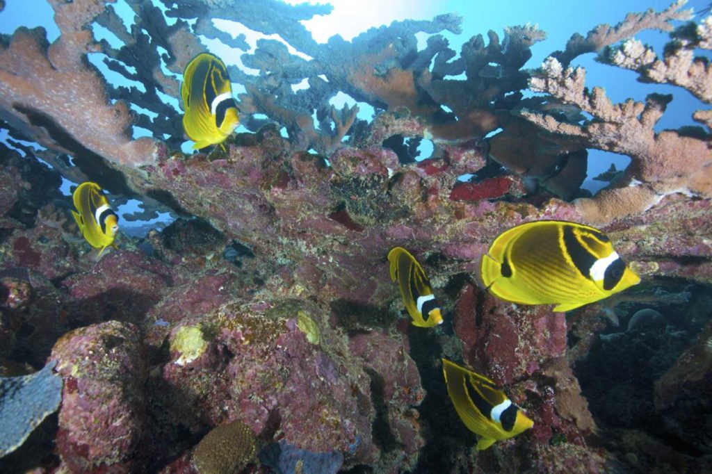 snorkeling rodrigues