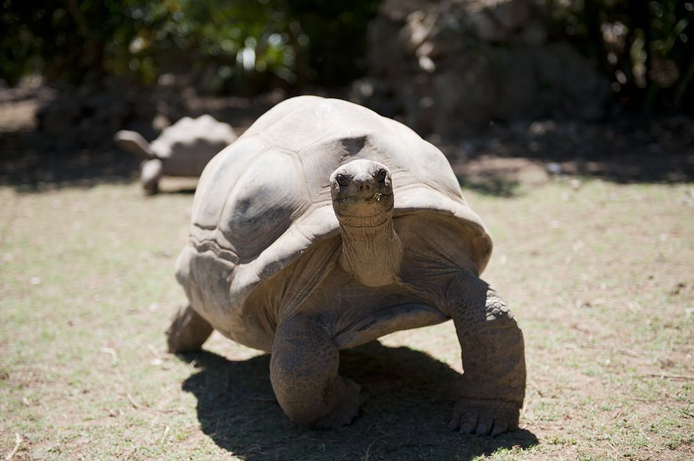 Tortue - Réserve Francois Leguat